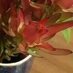 Leucadendron salignum Flower