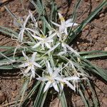 Leucocrinum montanum عادت