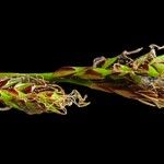 Carex brachystachys Fiore