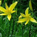 Hemerocallis citrina Flor