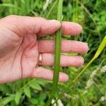 Scirpus atrovirens Liść