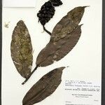 Heteropsis flexuosa Fruto
