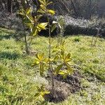 Magnolia grandifloraശീലം