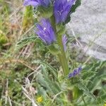 Campanula cervicaria Fleur