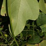 Cayaponia racemosa Leaf