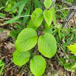 Cornus rugosa Feuille