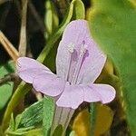 Barleria argentea Flower