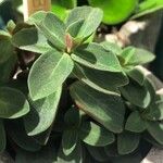 Peperomia verticillata Feuille