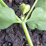 Euphorbia peplus Fruto