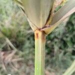 Cyperus alopecuroides Кора