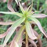 Solidago gigantea Deilen