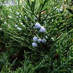 Juniperus chinensis Frucht