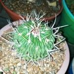 Stenocactus multicostatus Hoja