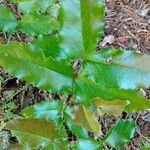 Mahonia aquifolium Blad