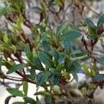 Rhododendron indicum Blad