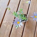 Felicia amelloides Flower