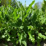 Silphium perfoliatum Elinympäristö