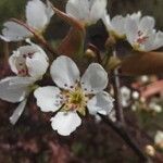 Pyrus pyrifolia Blomma