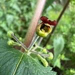 Scrophularia scorodonia फूल