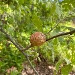 Quercus lobata Fruit