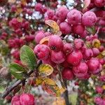 Malus prunifolia Plod