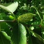 Betula alleghaniensis Plod