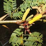 Vachellia collinsii Blüte
