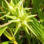 Carex grayi Fruit