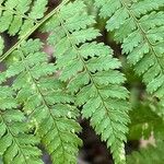 Dryopteris intermedia Hoja