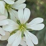 Cerastium tomentosum Flor