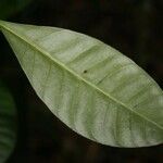 Tovomita brevistaminea Leaf