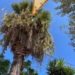 Washingtonia filifera Плод