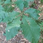 Quercus macrocarpa Blatt