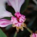 Rhododendron argyrophyllum Other