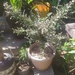 Euphorbia stenoclada Lehti