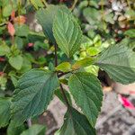 Salvia buchananii Blatt