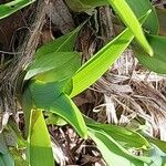 Hemerocallis citrina Fulla