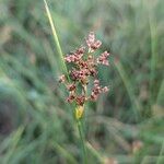 Juncus acutiflorus Fruit