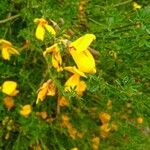 Adenocarpus telonensis 花