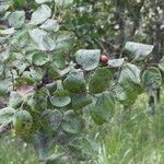 Ziziphus mucronata ശീലം