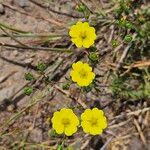 Potentilla inclinata Συνήθη χαρακτηριστικά