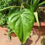 Alocasia cucullata Levél