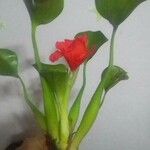 Pontederia crassipes Virág