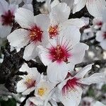 Prunus dulcis Цветок