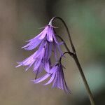 Soldanella carpatica 花