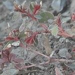 Euphorbia peplis Blad