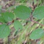 Cotoneaster zabelii Övriga