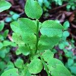 Vaccinium myrtillus 葉