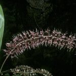 Panopsis sessilifolia Blodyn