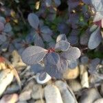 Berberis thunbergii Leaf